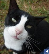Avatar de acvacheron