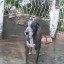 eduardo